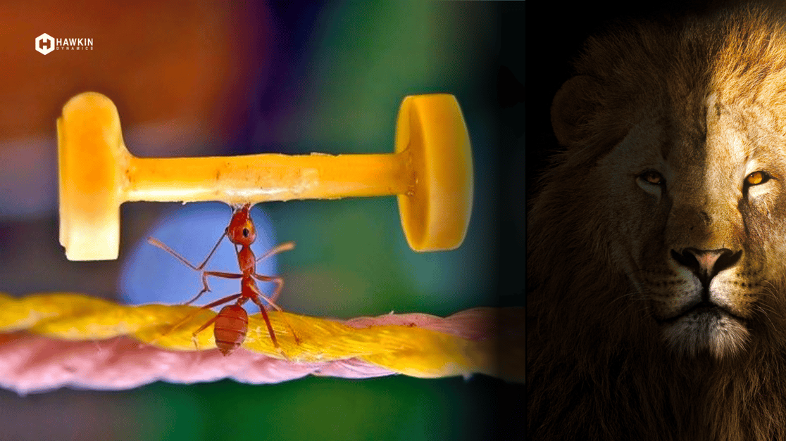 Ant vs Lion